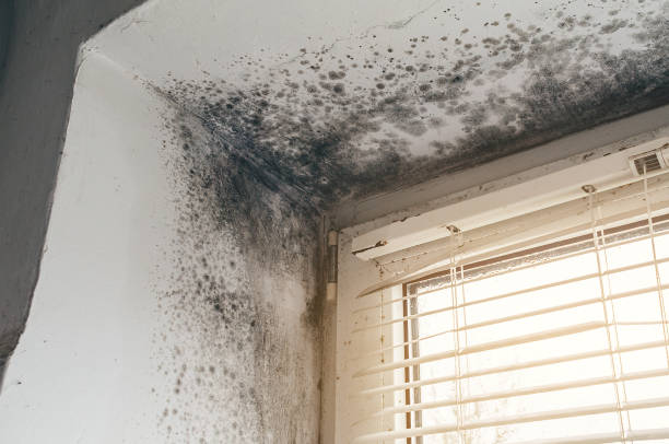 Trusted Black Mold Removal service in Hillsboro, OR - Cheap Mold Removal